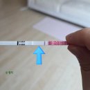 13 | 덕천 아가애봄 배란유도제 자연임신 더블링 성공 아기집 확인 크렉산 프롤루텍스 후기