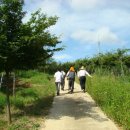 느티나무 할아버지 이미지