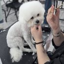 부산애견 이미지