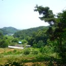 향나무 - 함안군 | 향나무