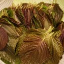 유인숙농장 이미지