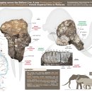 초록코끼리(주) 이미지