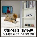 여수 가성비 호텔 애견동반 여수여행 숙소 후기 호야스테이