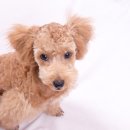 엘동물의료센터 이미지