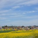 꽃 디저트 만들기 | [삼척 여행] 맹방 유채꽃 축제 재방문! 딸기 모찌 만들기와 솔직한 후기