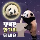 바오 이미지