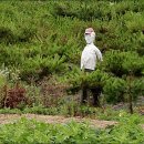 원북에서 청산리까지 여행... 이미지