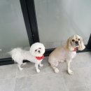 개미용중 이미지