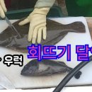광어.우럭 이미지