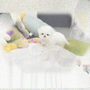 신생상회 | 강북구 강아지분양 펫 해결사가 말티폼입양 결심한 이유