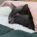 숨숨집 | 펫츠몬 숨숨집:: 고양이 숨숨집 솔직 후기 / 갓성비 뽕뽑템