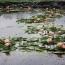 삼락강변공원 이미지