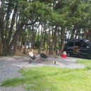 달성관광(주)
