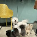 레인바우 이미지