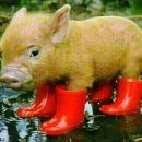 복도야지 이미지