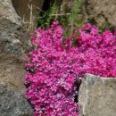 꽃들의이야기 이미지