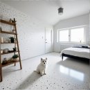 가양시장 | 가양 포메라니안분양 급하게 진행했던 나의 선택과 후회