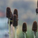 주-루드베키아