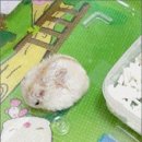즐쿠