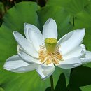 연꽃마을건넌들 이미지