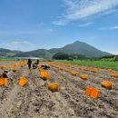 남원종자 이미지