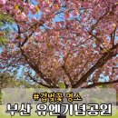GS25유엔평화점 | 부산 유엔기념공원 겹벚꽃 라일락 위치 실시간 후기 가는법