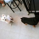 멍스바스 이미지