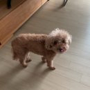 멍문살롱 | 남양주 다산 애견미용 멍문살롱 푸들 가위컷 후기