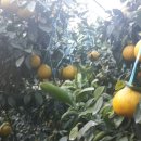 현주네농장 이미지