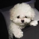 댕댕이# 이미지