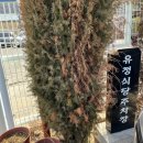 어모 | [김천 돼지국밥 맛집] 잡내 없는 깔끔한 국물! 김천 현지인 맛집 '어모유정식당' 후기