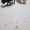 개랑, 마리 | 강아지 쌀과자 추천🐶 내돈내산 개뻥 간식! 다섯 마리 실제 급여 후기