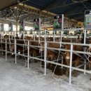 예천한우 이미지