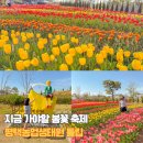 덕지농장2 | 평택농업생태원 튤립 축제 지금 가야 할 봄꽃축제 꽃구경 후기
