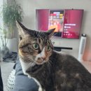 해피동물병원 | 인천 논현동 반려동물 과잉진료 없는 해피동물병원 주말 웨이팅 후기