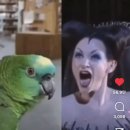 앵무새 vs 소프라노 이미지