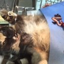 홍익동물종합병원 이미지