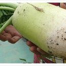 영일상회 이미지