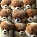 귀여운 강아지 이미지