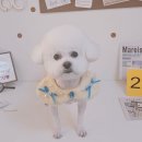 알콩달콩 애견미용실 이미지