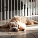 고려동물메디컬센터 이미지