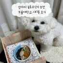 시티 | 강아지 슬로우식기 추천 보울대학교 시티볼 후기