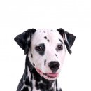 봄날애견 이미지