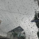 올더쭈꾸미 이미지