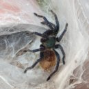 쌍    암 이미지