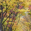 나무사이로 이미지