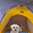 코코애견뷰티샵 | 🐾 예민한 우리 아이도 안심! 천안 두정동 애견미용샵코코그루밍 케어 솔직 후기 🌿