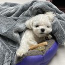 슬개골 탈구 수술직후 당일퇴원 후기