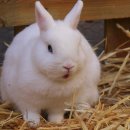 대한토끼 이미지