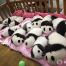 인형왕국 이미지